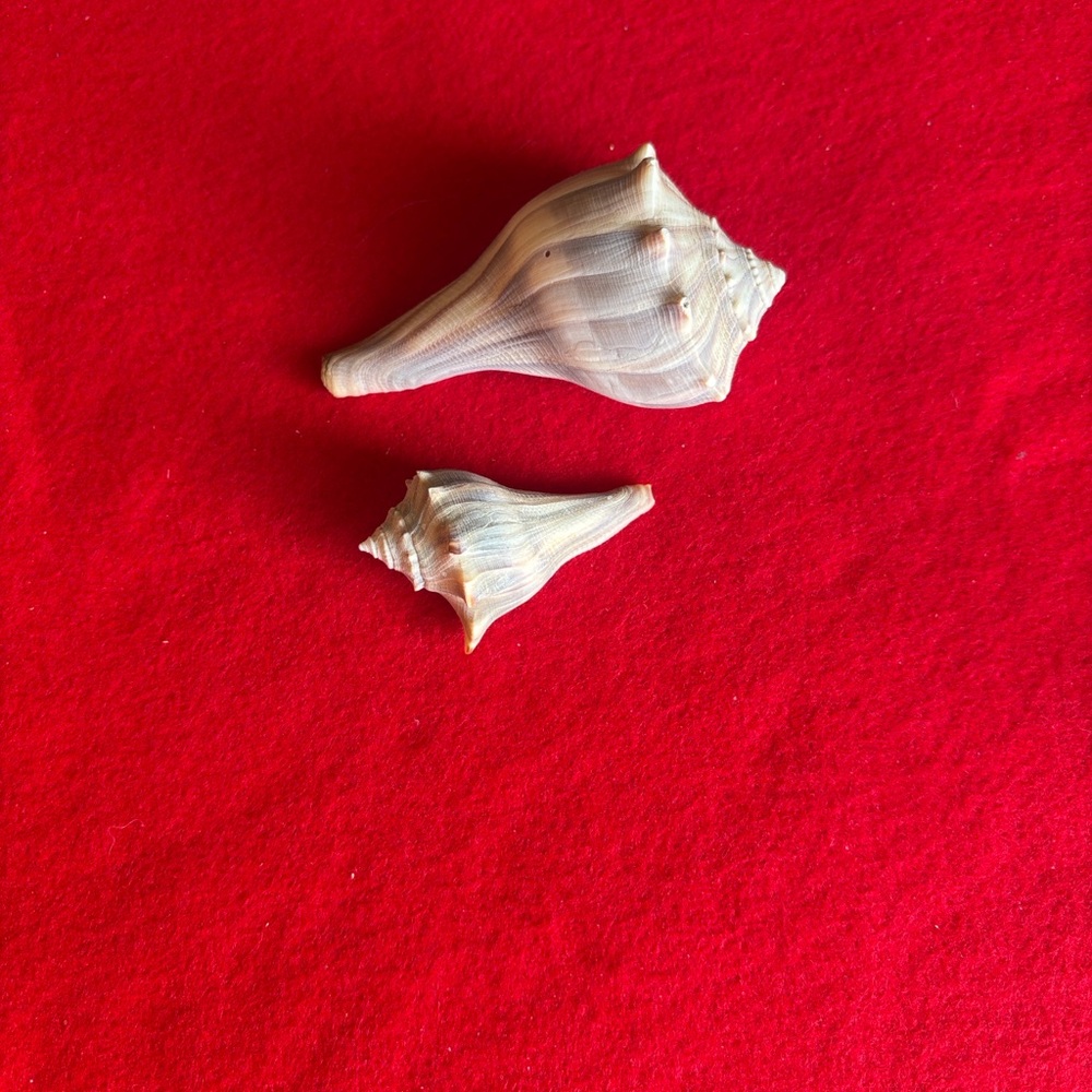 Assorted Seashell Collection - Picture 4 of 16
